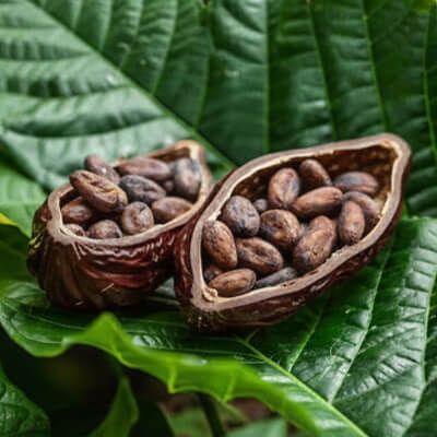 Cocoa Beans