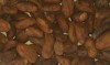 cocoa beans