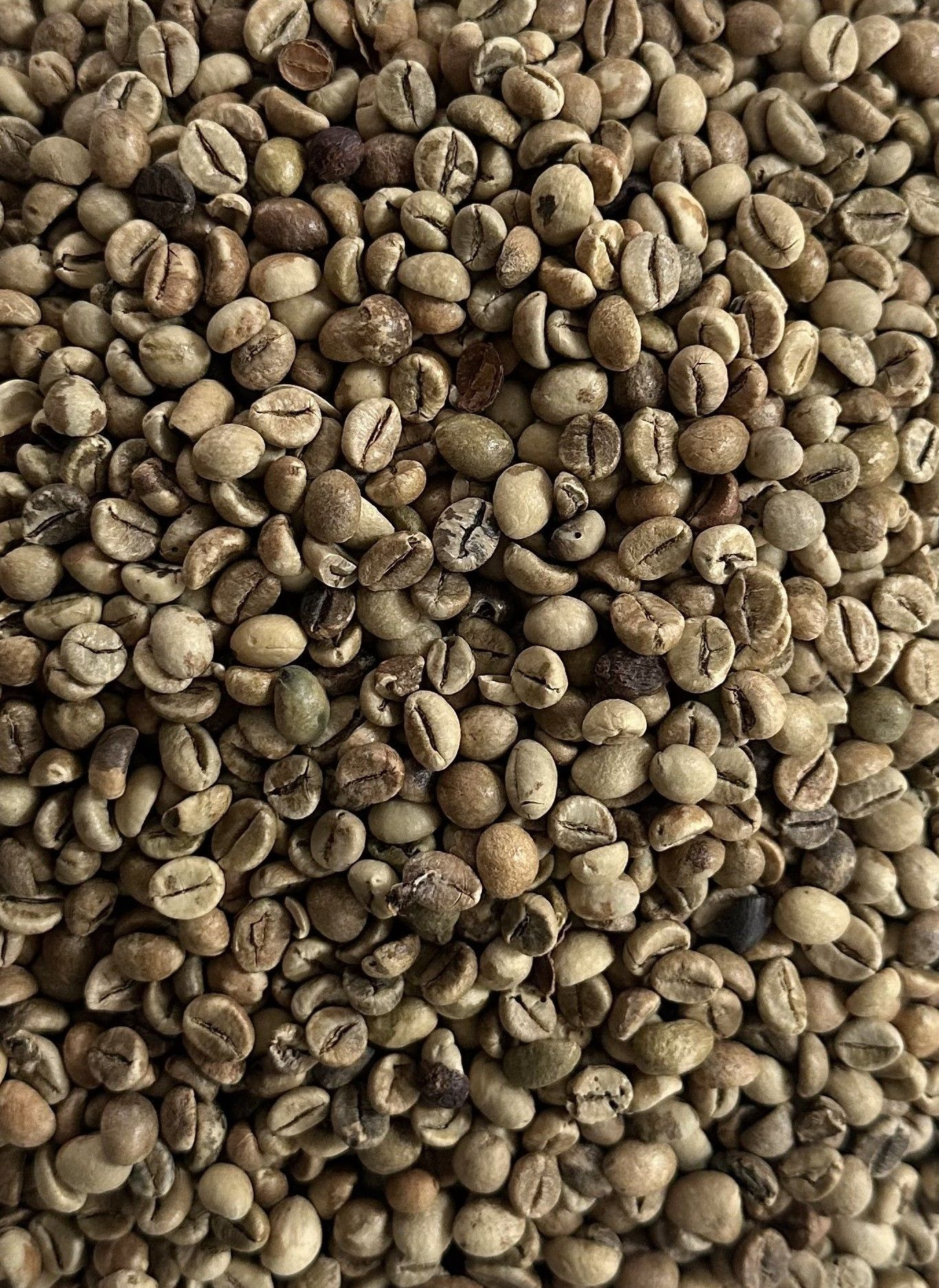 Robusta Coffee Beans