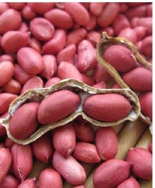 Peanut - Java or bold