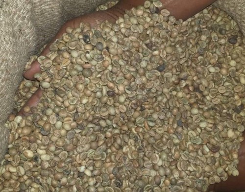 Robusta Coffee Beans